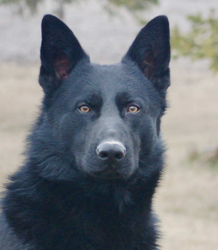 German Shepherd Bear enjoying some sun