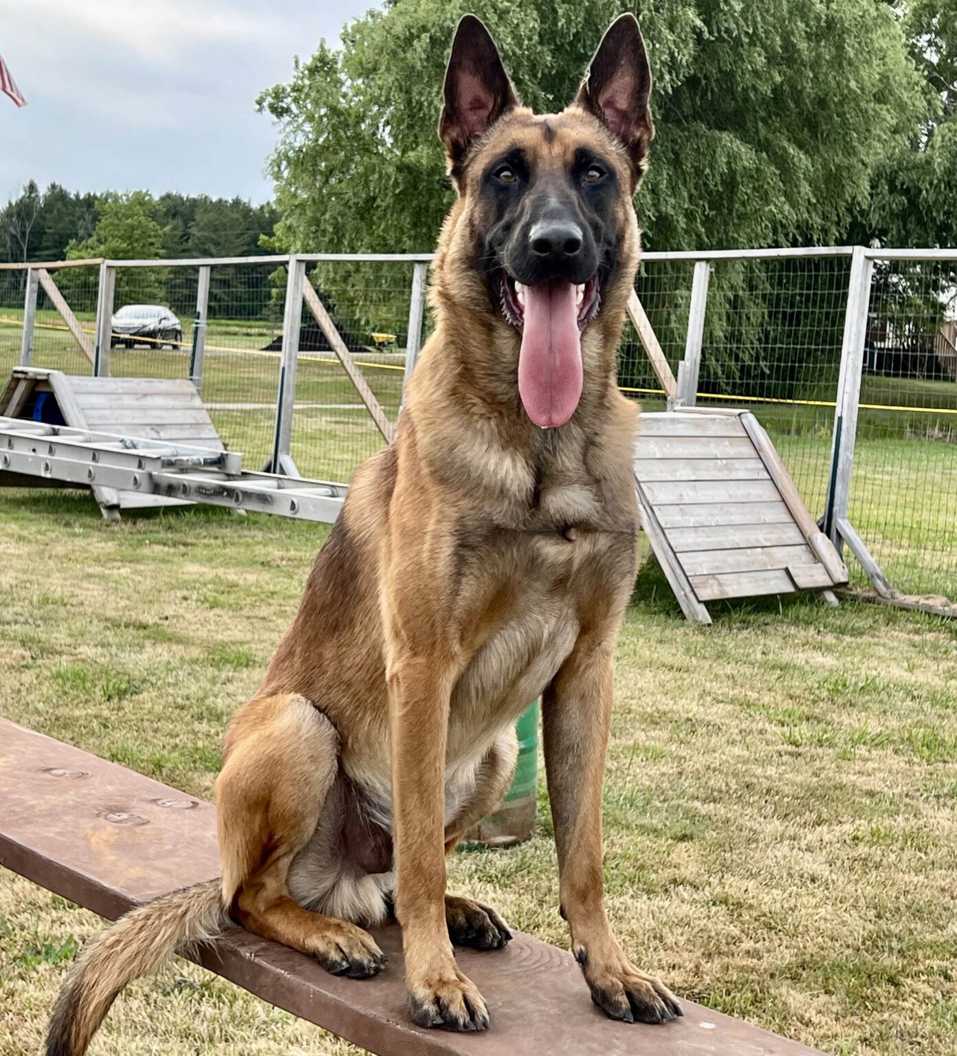 Service Dog Cayman Sitting