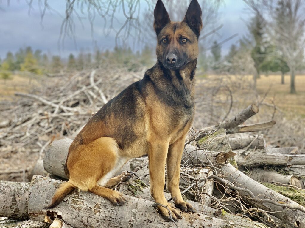 Belgian Malinois protection dogs for sale