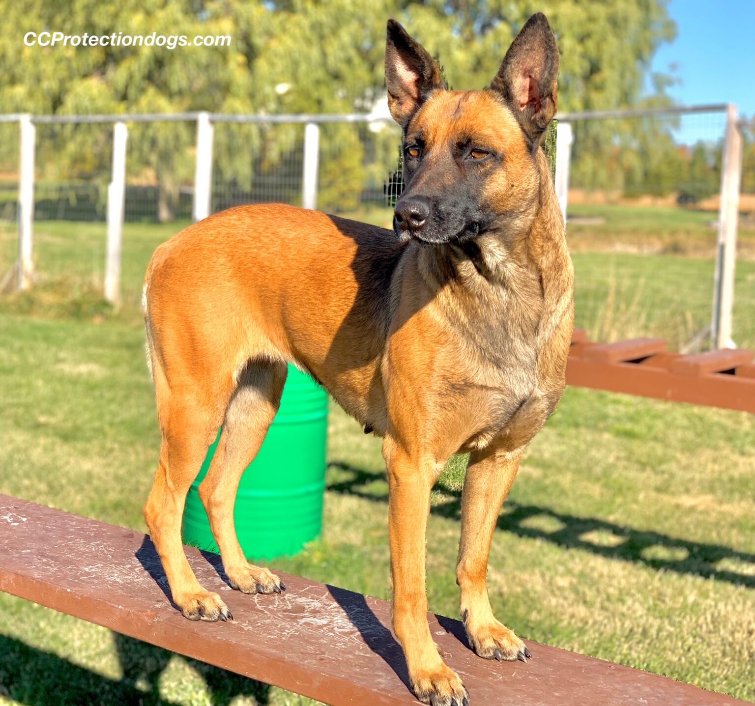 family friendly Protection Dog Zena enjoying the obstacle course