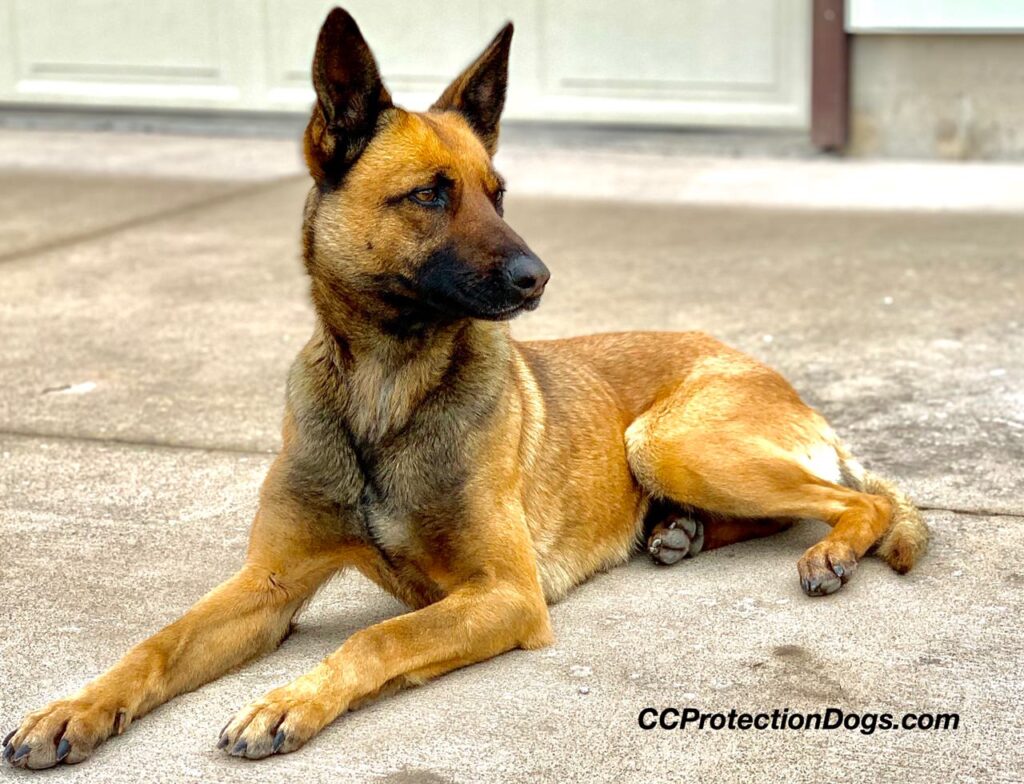 Enhance Your Security: Best Dog For Security And Family