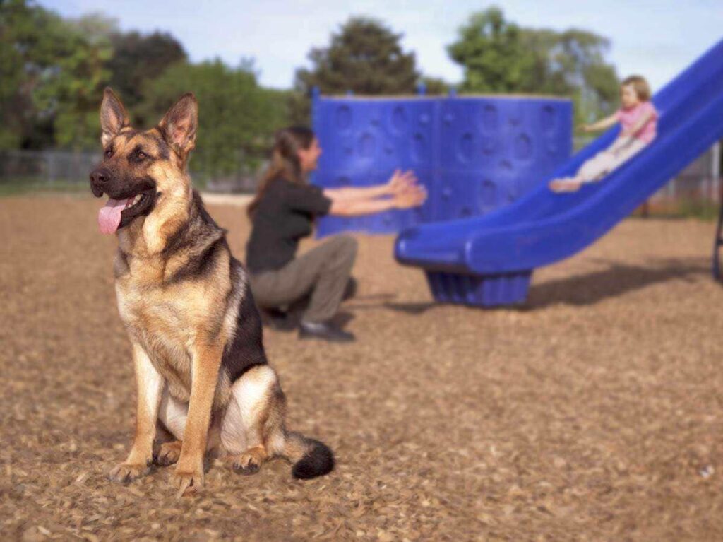 German Shepherd Protection Dogs guarding family at park