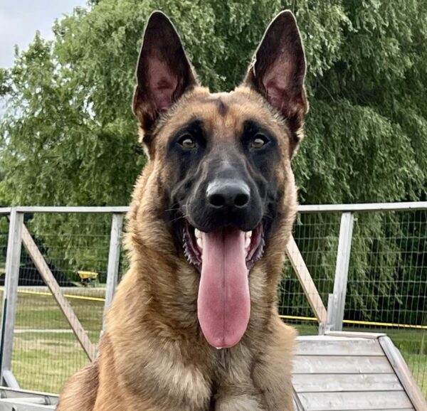 Caiman headshot Belgian Malinois Caiman Headshot