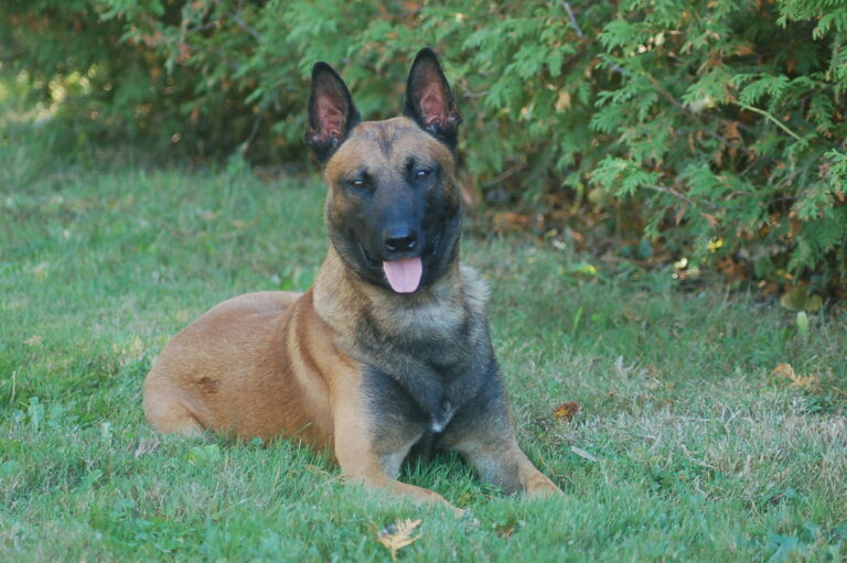 Where To Buy A Dog Belgian Malinois Laying