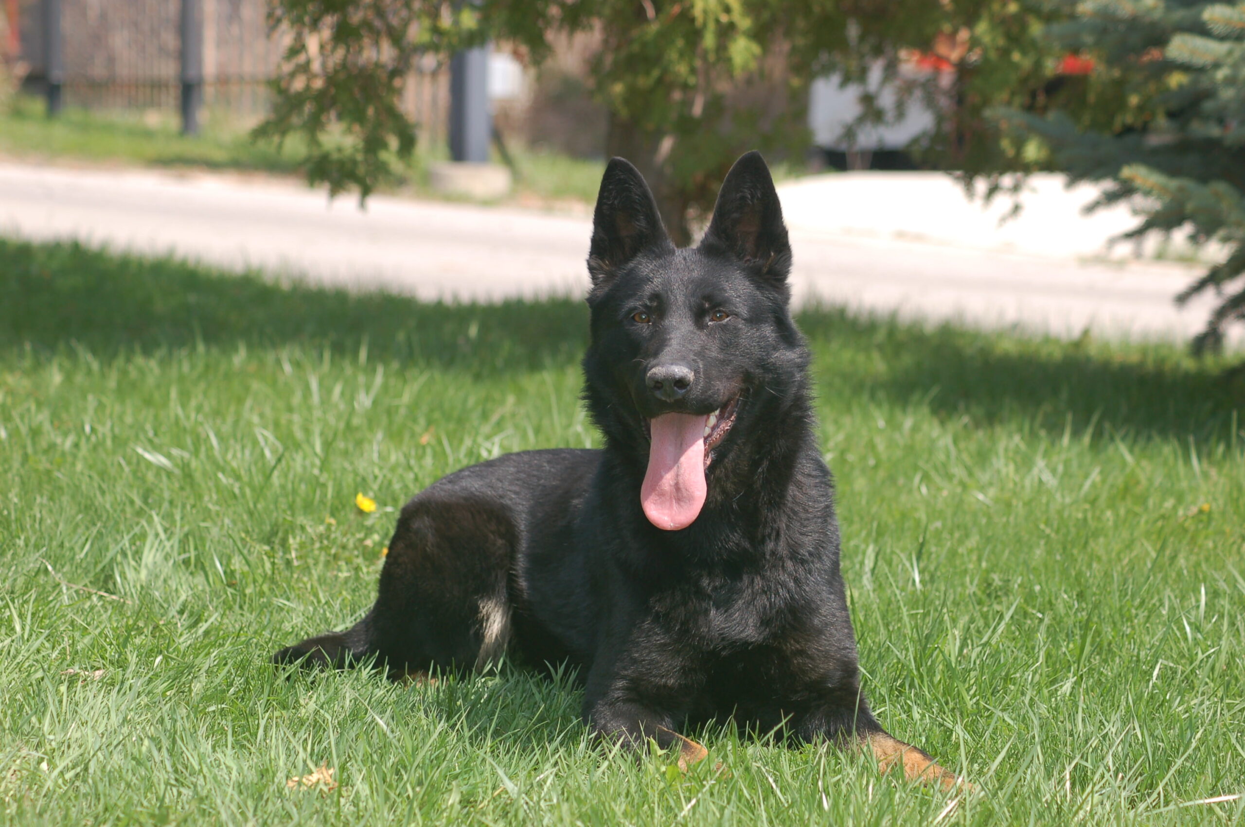 German Shepherd Bella Laying Down