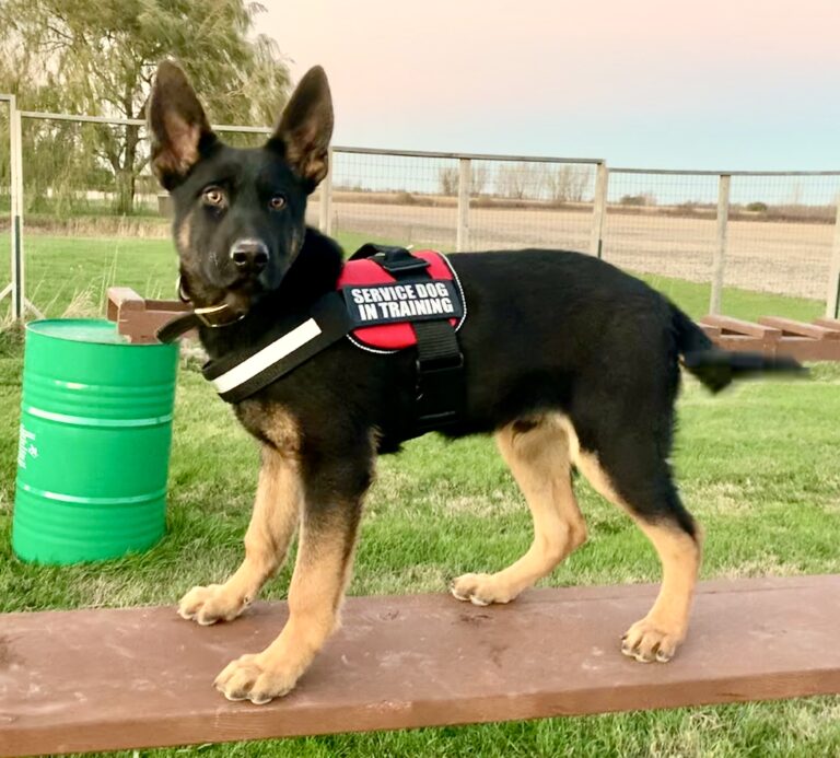 service dogs working hard at ccpd today