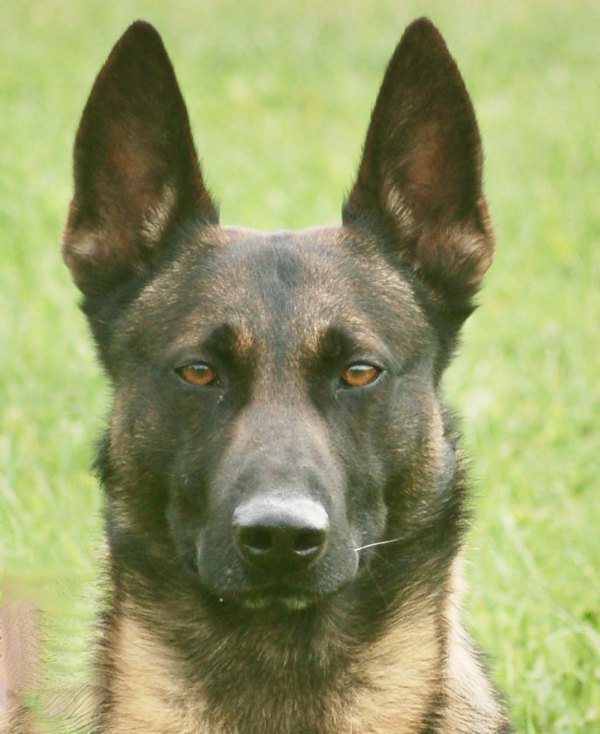 Jet Head belgian malinois jett soaking up the sun on a hot sunny day