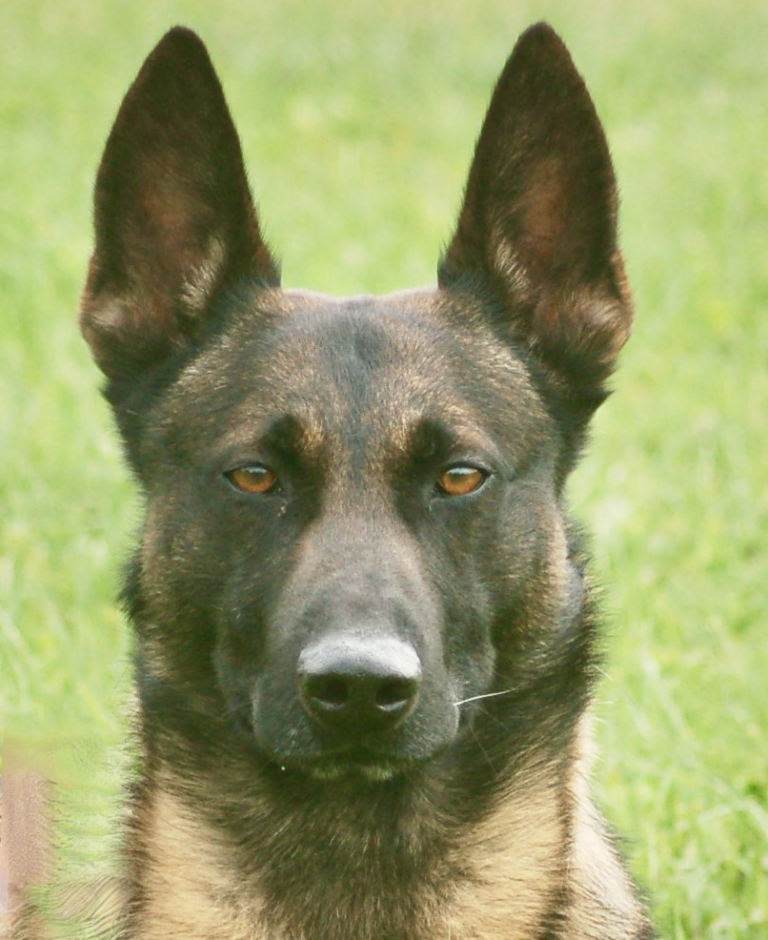 belgian malinois jett soaking up the sun on a hot sunny day