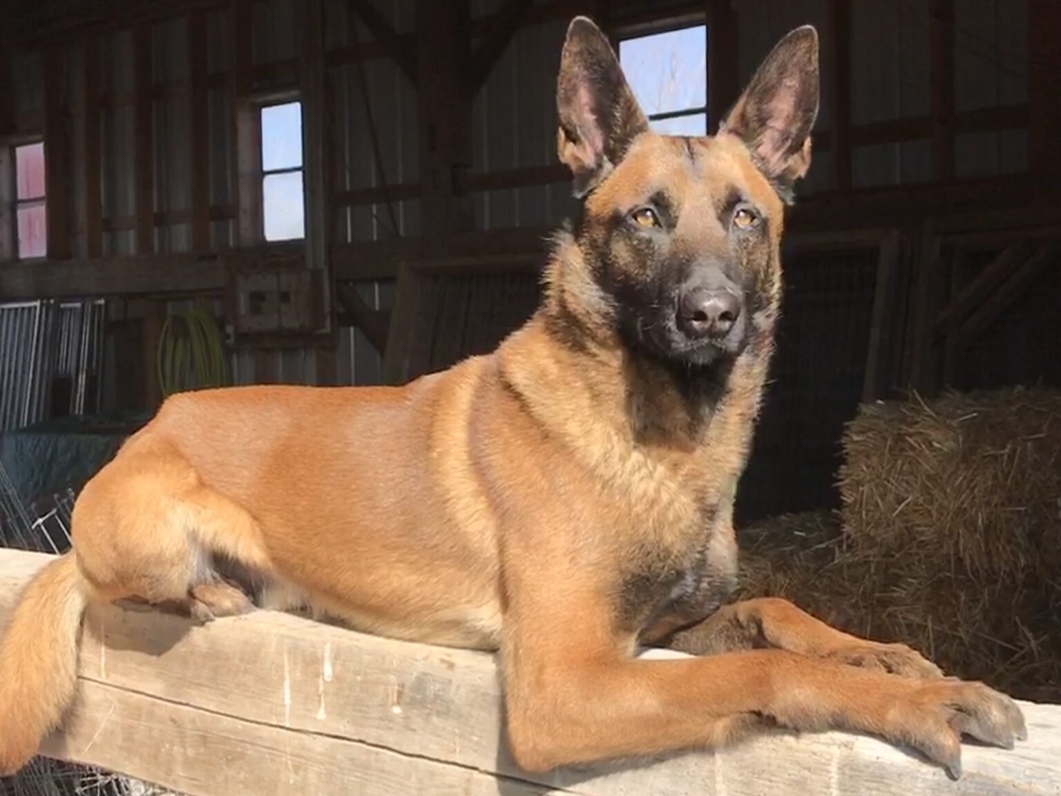 Protection dogs for sale Georgia