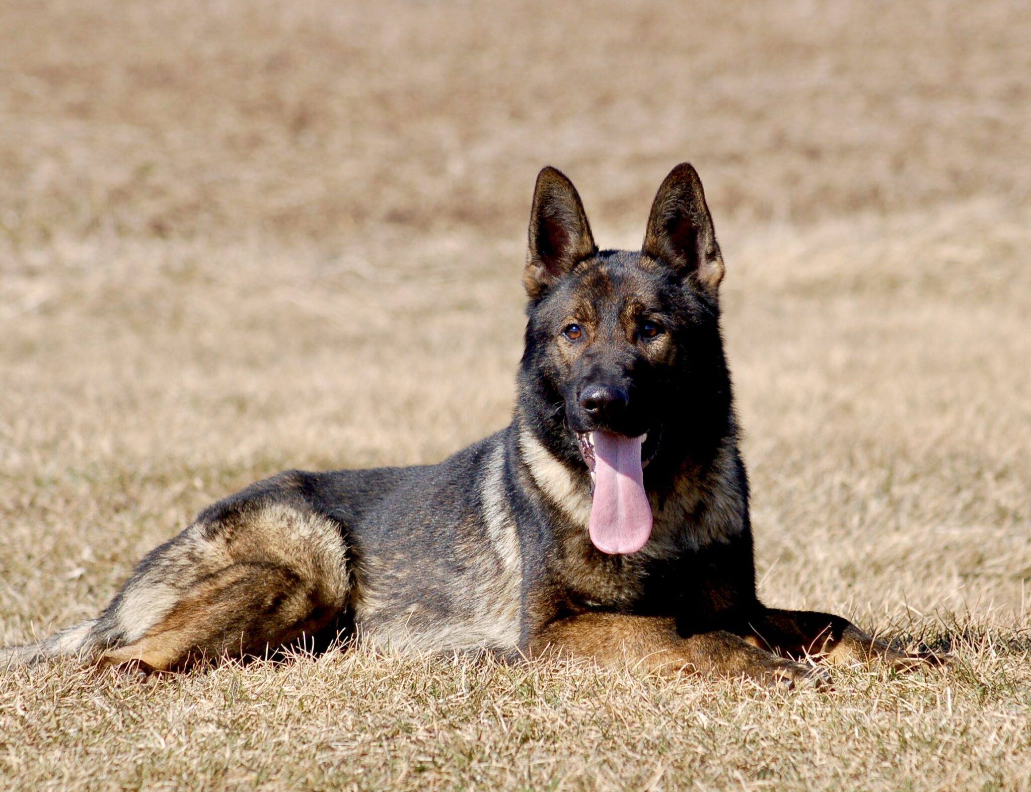 Dogs abandoned at christmas