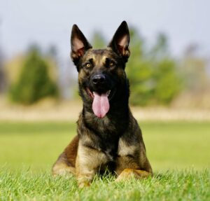 Trained Belgian Malinois Rudo Laying Down