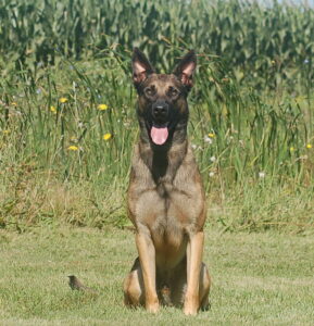 Protection Dogs For Sale Massachusetts