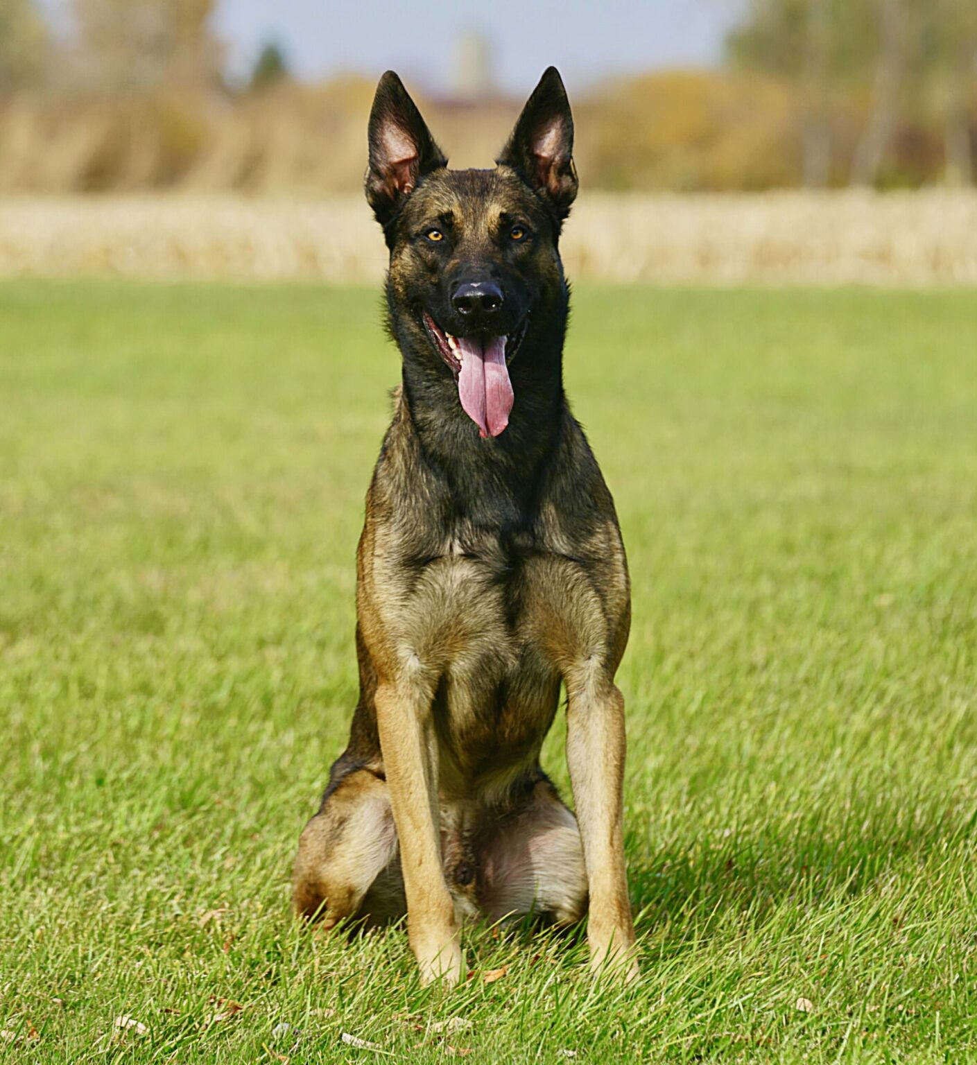 Trained Belgian Malinois Rudo Sitting
