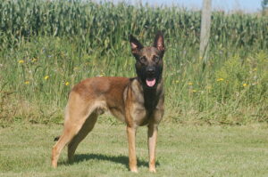 Trained Belgian Malinois Rudo Standing