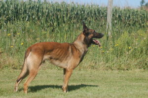 Trained Belgian Malinois Rudo Standing
