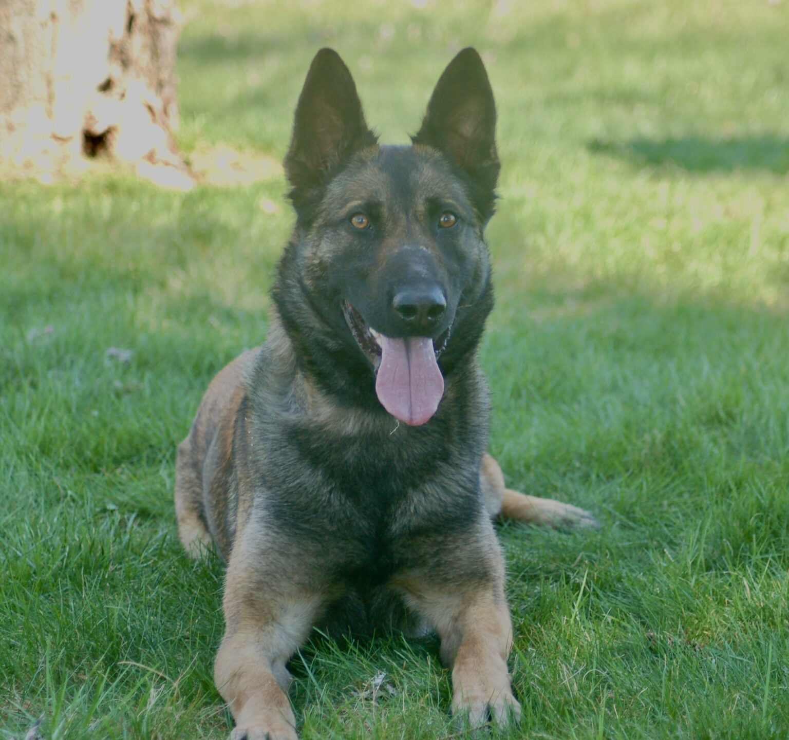 Belgian Malinois Watch Dog Terra Down