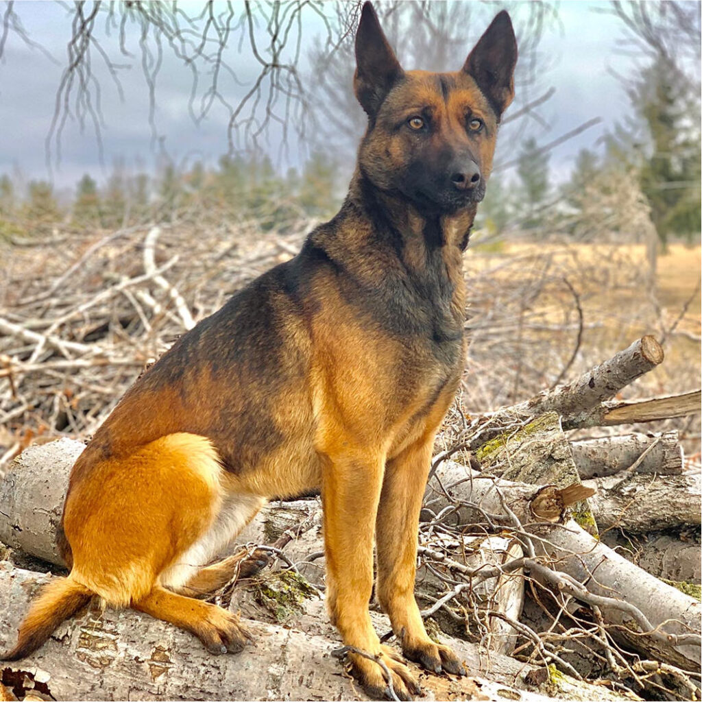 Trained Belgian Malinois CCPD