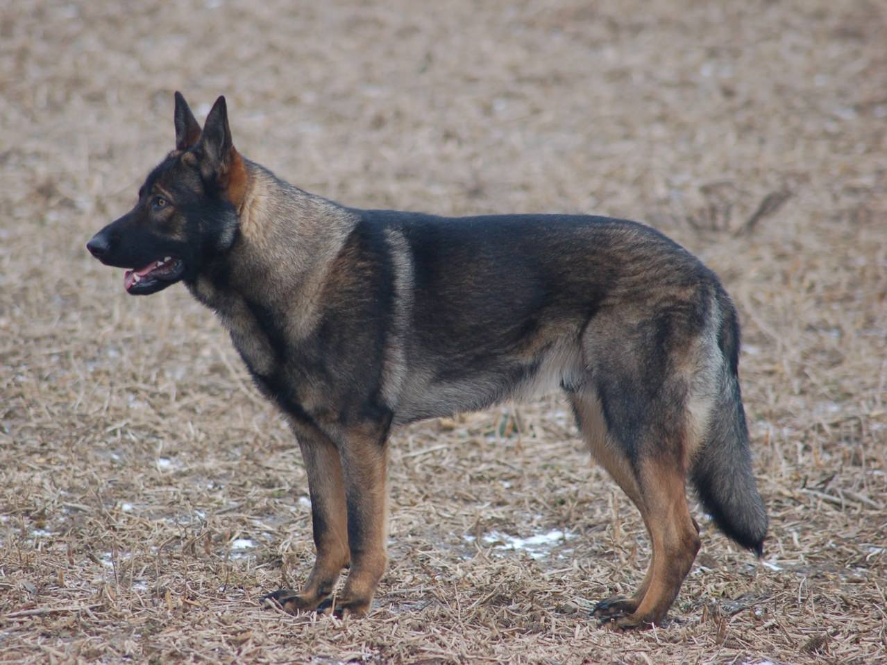 Customized Dog Training German Shepherd
