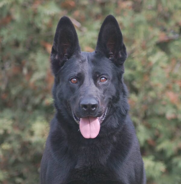 Wullah Headshot Trained german shepherd Wullah protection dog