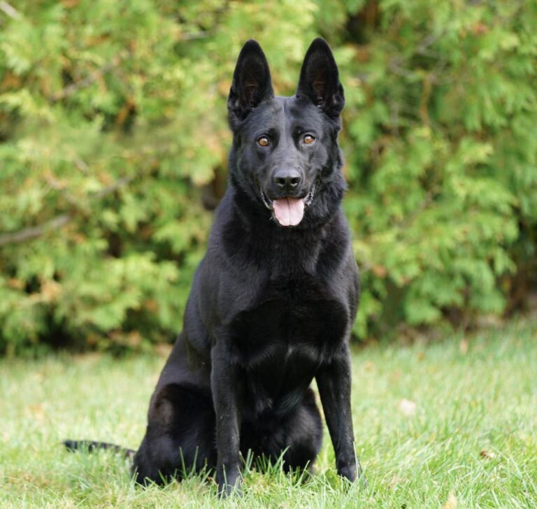 Available german shepherd protection dogs for sale California