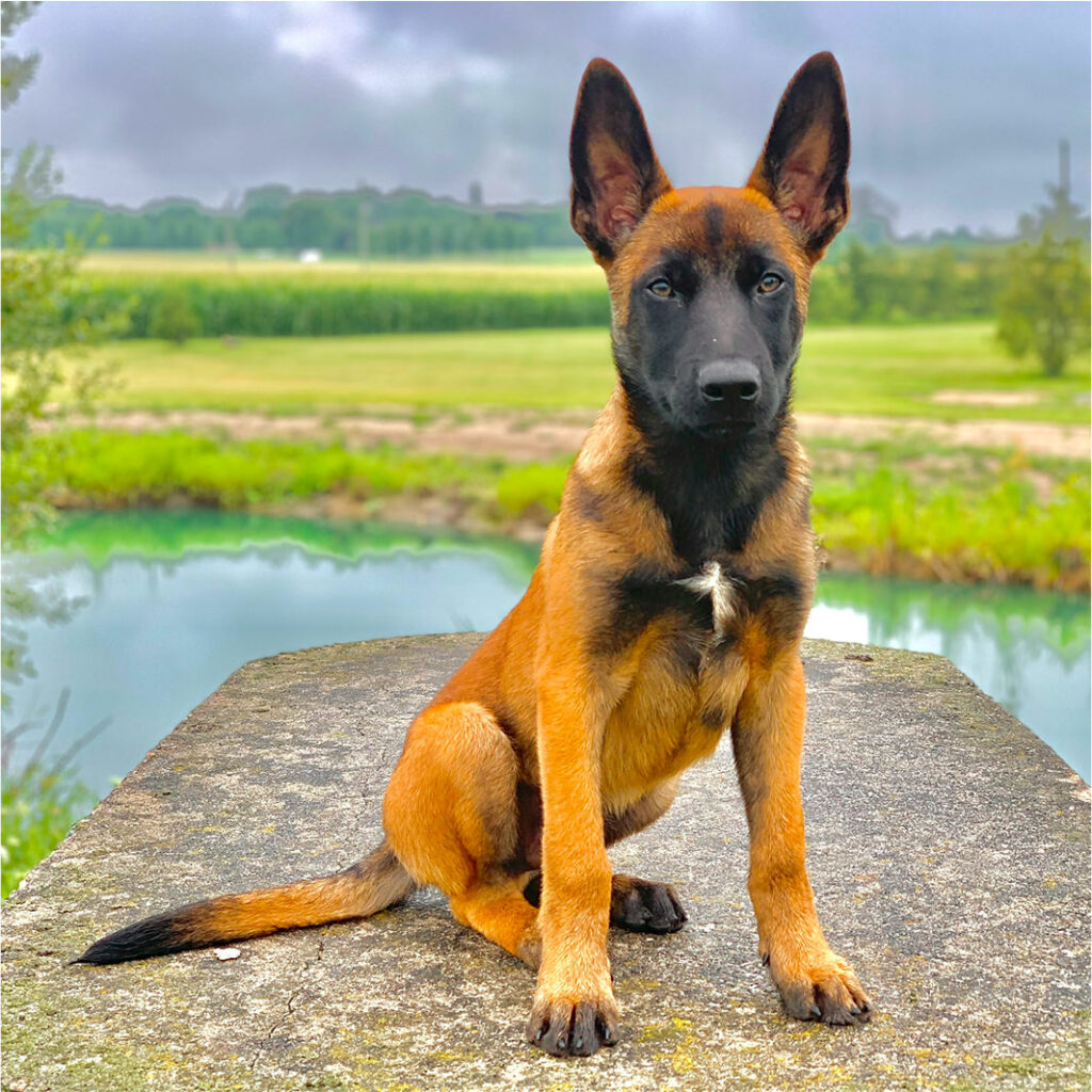 Young Trained Belgian Malinois Sitting