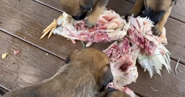 Our Puppies enjoying their raw dog food diet out in the sun