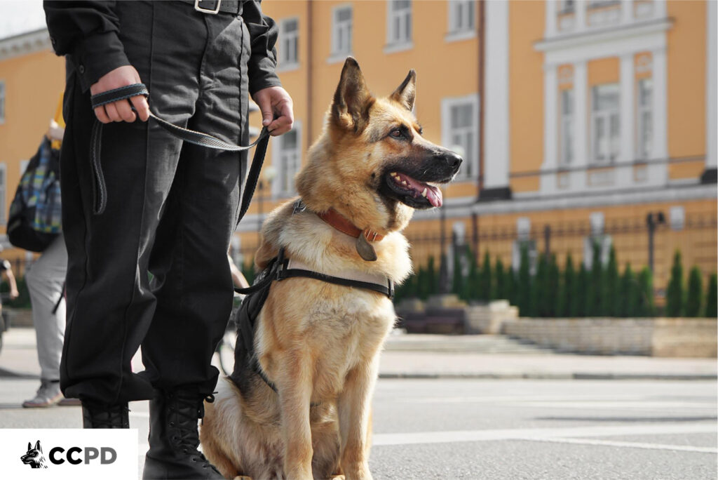 Police dog training with fellow police officers