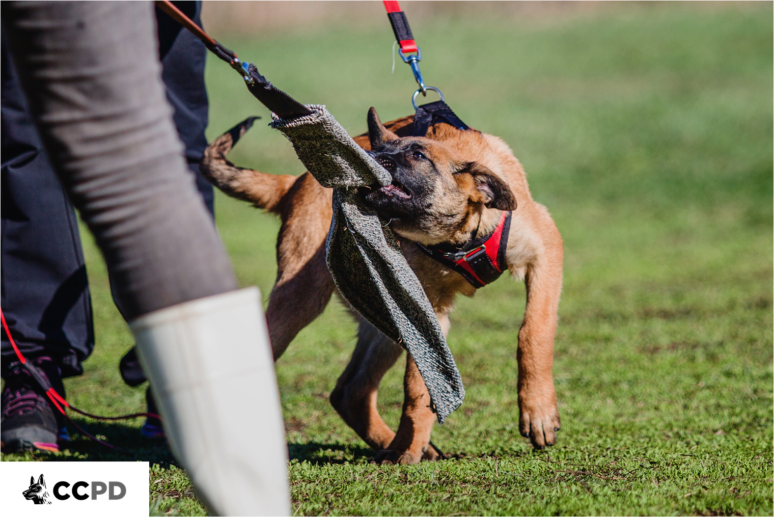 German Shepherd biting a padded sleeve during protection training with two handlers for is new home in Estate Security Plans