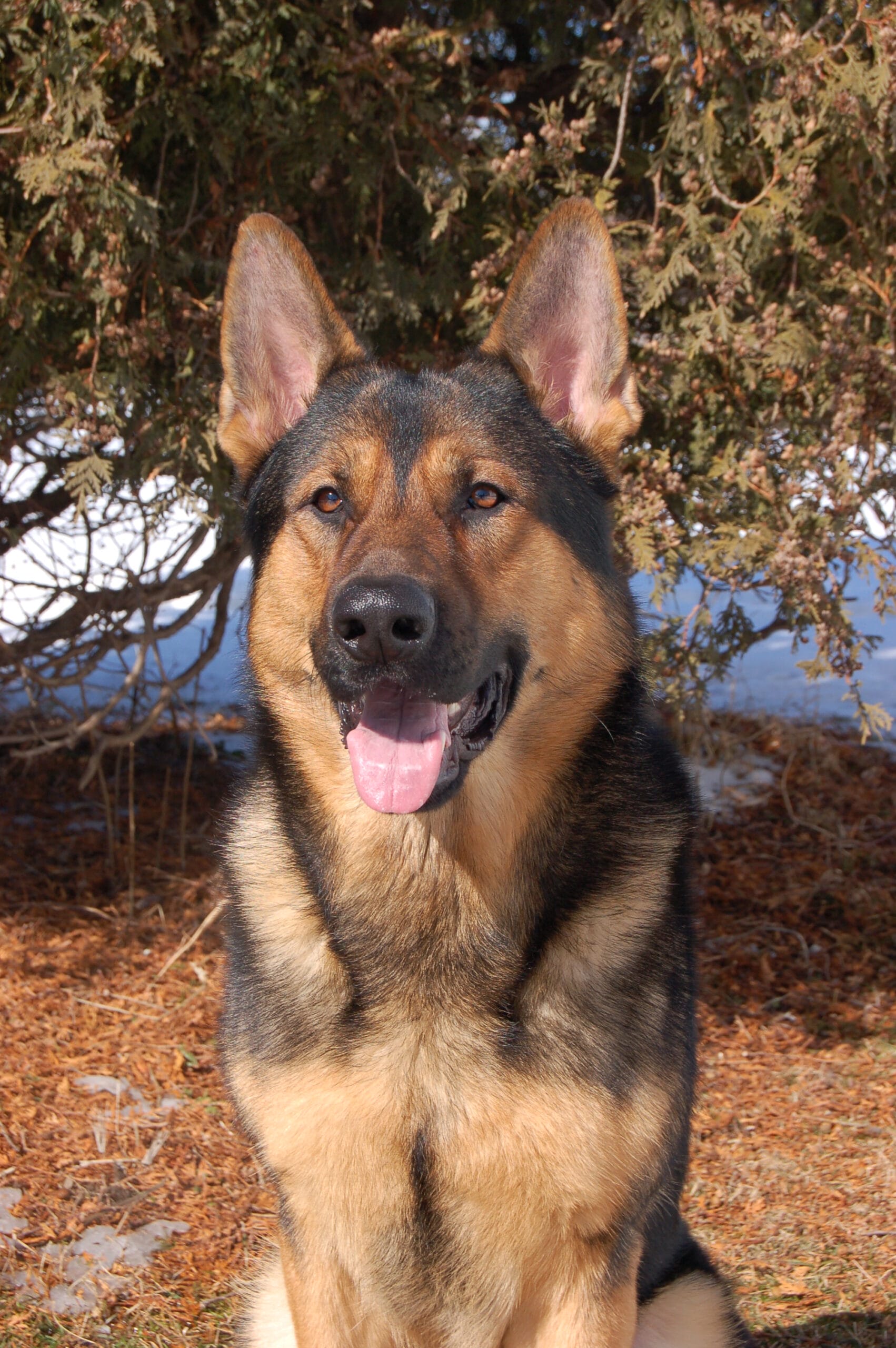Our top of the line protection dogs