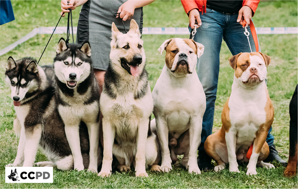 Two American Bulldogs, a German Shepherd, and two Huskies sitting on green grass