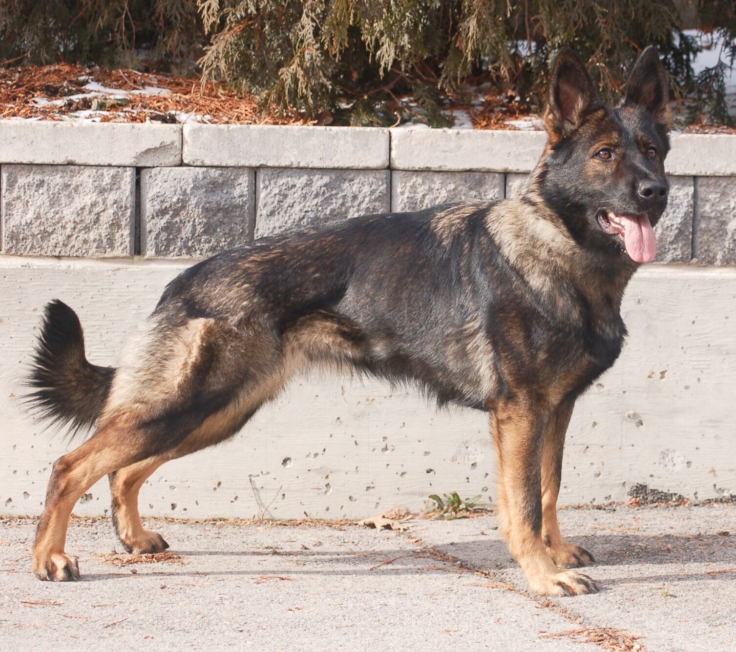 Protection Dogs For Sale Massachusetts