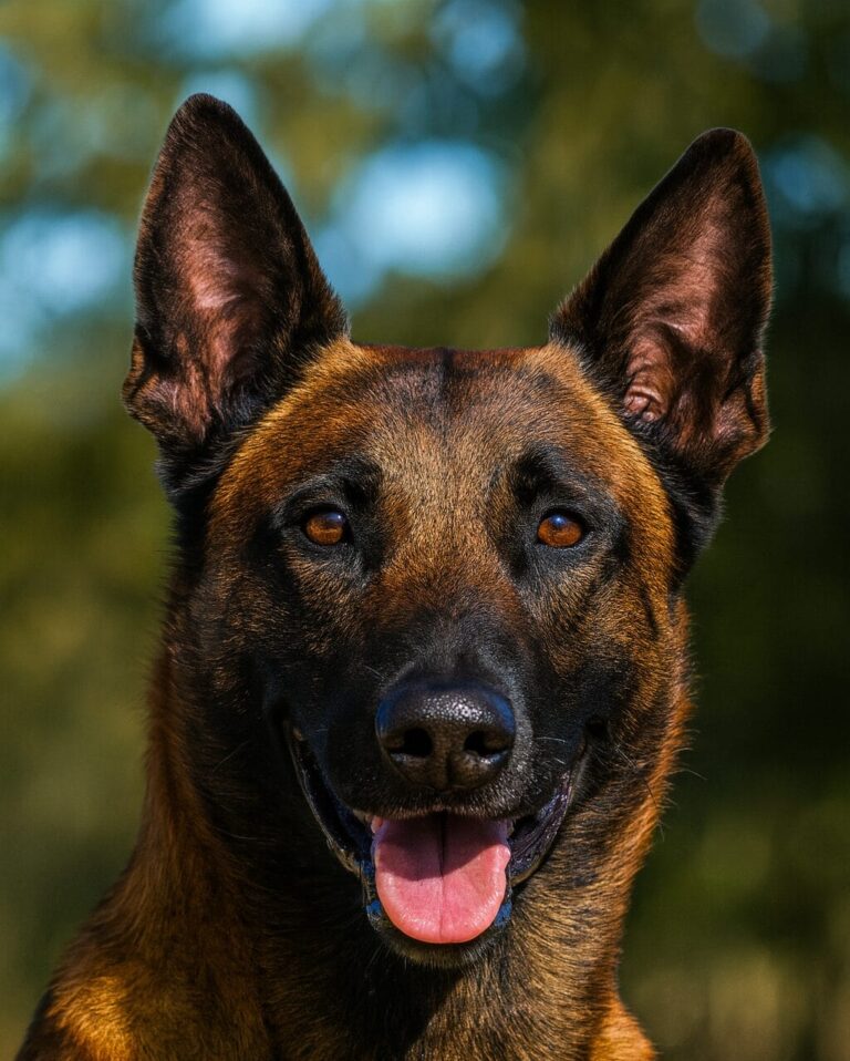 Executive protection Dog chuck posing