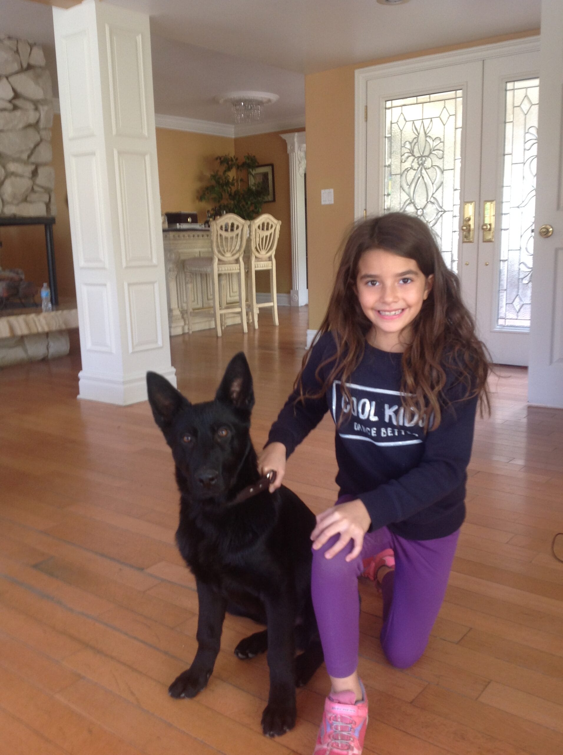 One of our protection dogs for sale washington loving his new home