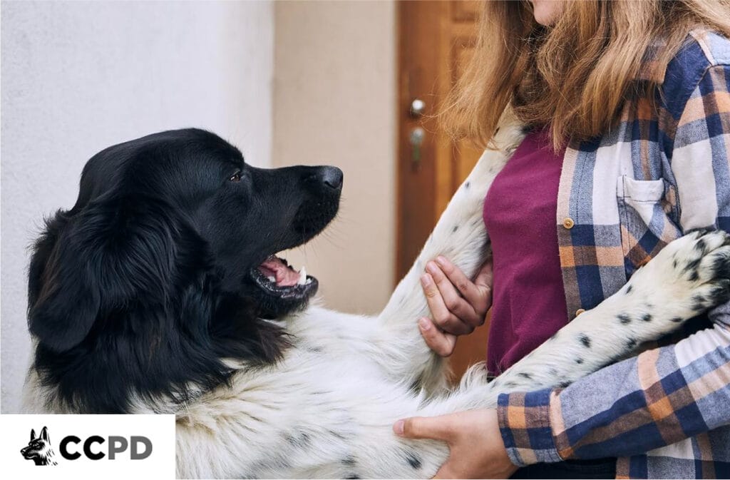 Loyal protection dog standing on hind legs, affectionately interacting with its owner, emphasizing both security and companionship benefits.
