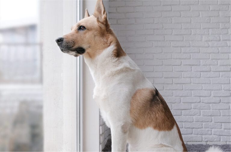 Alert protection dog on watch, scanning outside through a window for potential intruders, showcasing its natural instinct and vigilance.