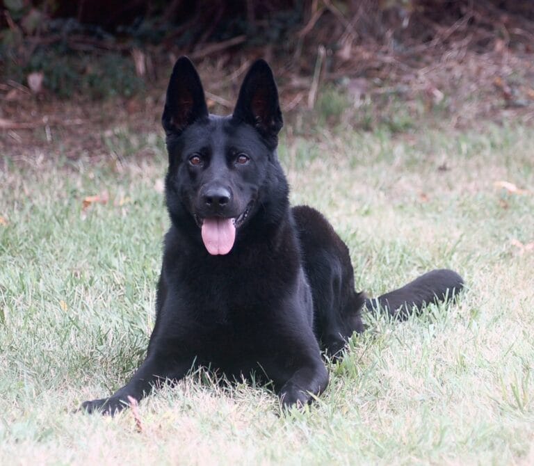 Trained german shepherd Wullah enjoying the weather