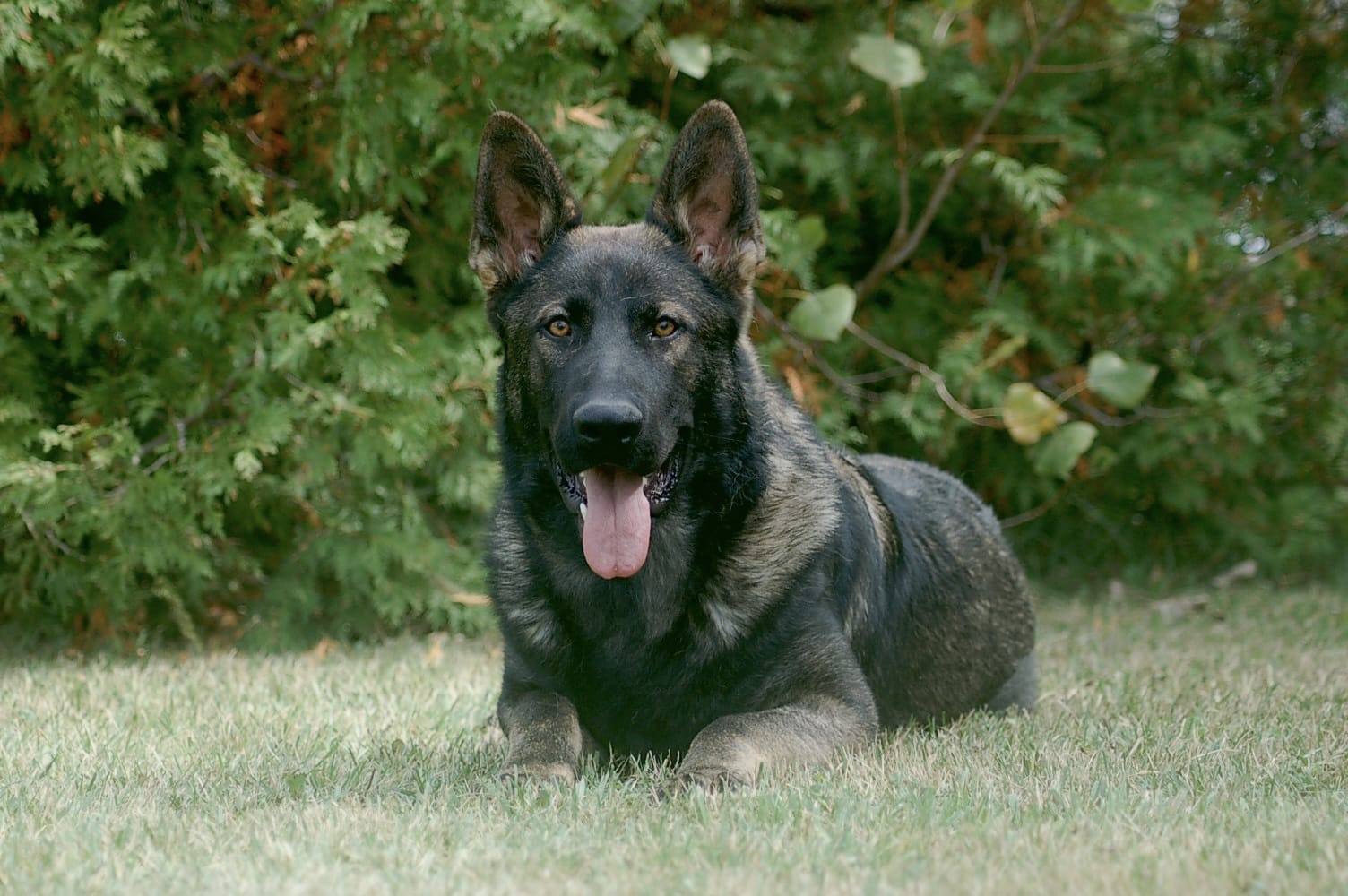 Personal protection dog on guard