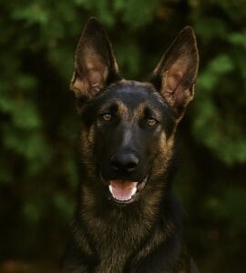 Elite estate protection dog Vulcan