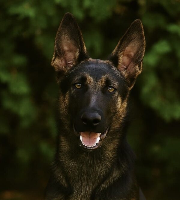 Vulcan head shot Elite estate protection dog Vulcan