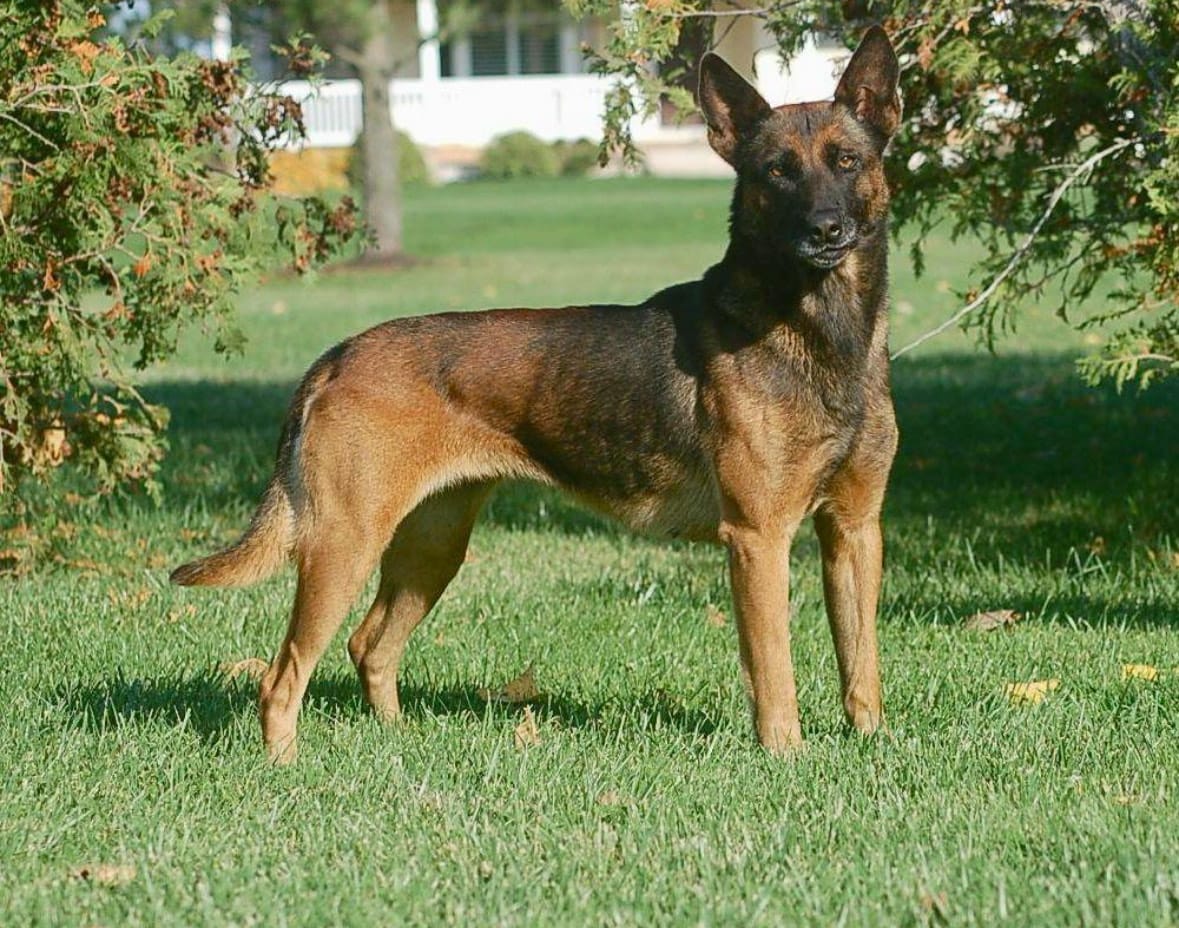 Protection Dogs For Sale Georgia