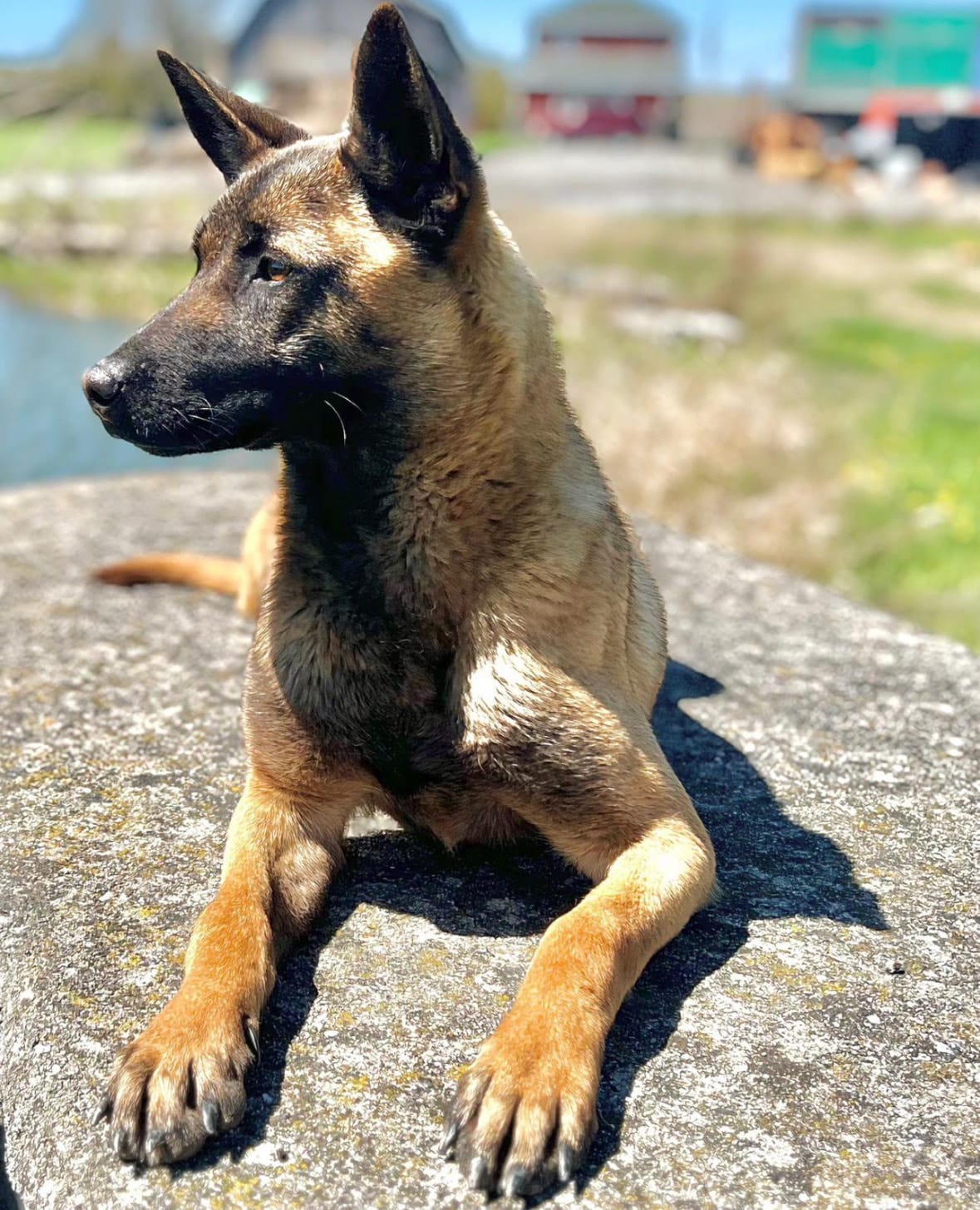 Protection Dogs For Sale Illinois