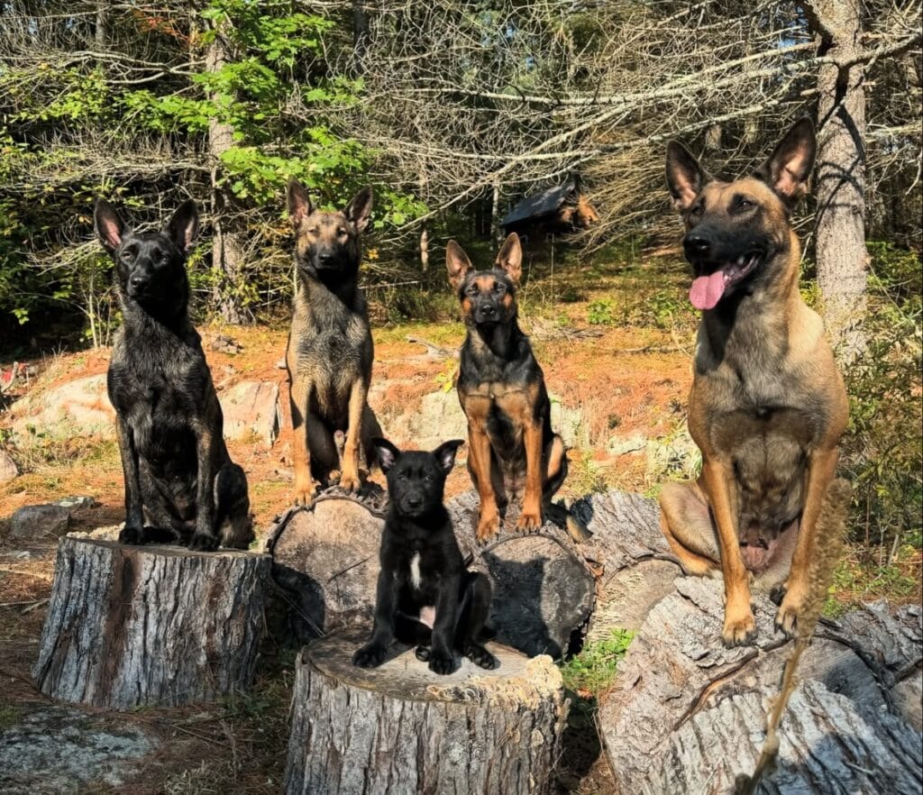 Customized dog training