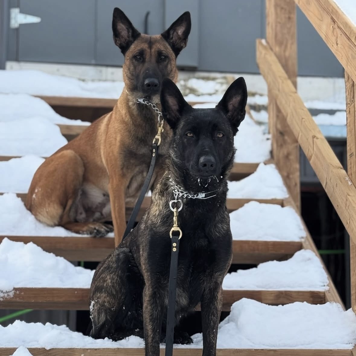 protection dogs for sale Pennsylvania