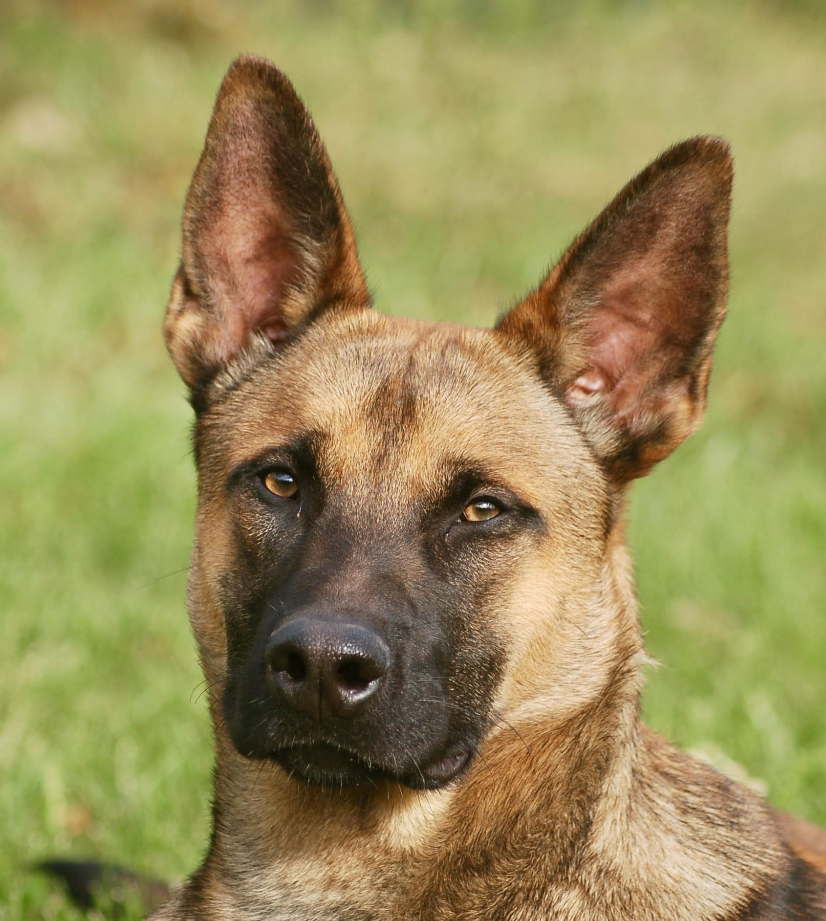 Available Belgian Malinois protection dogs for sale California