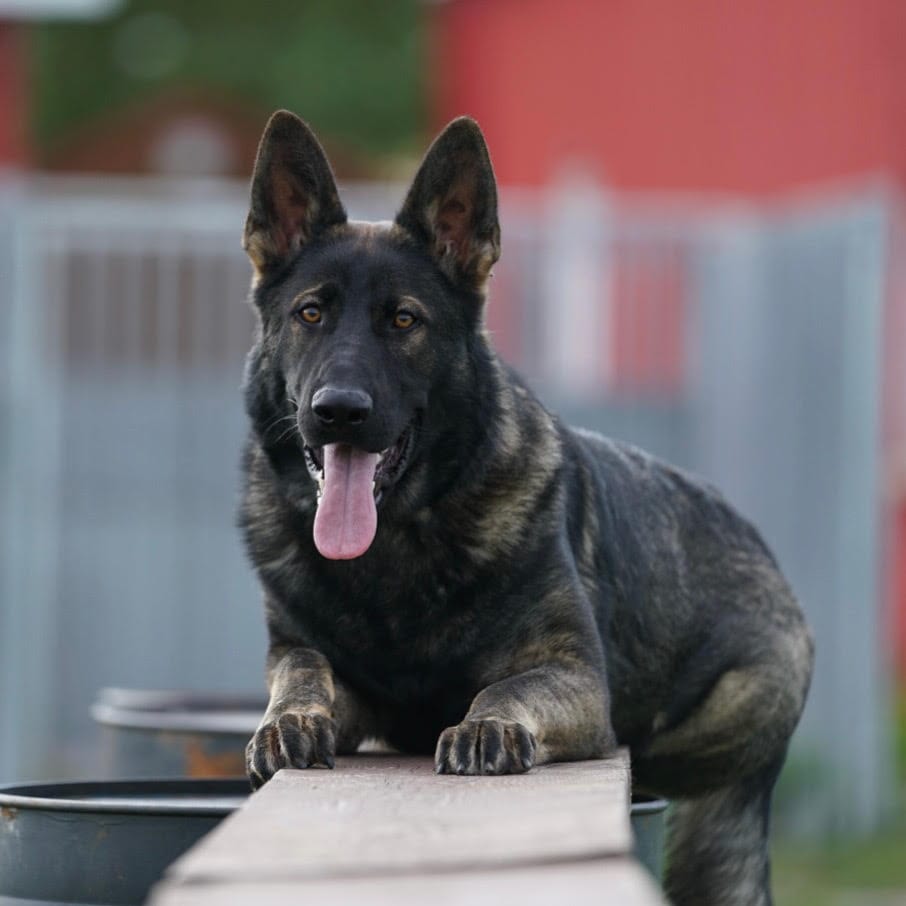 Protection dogs for sale California