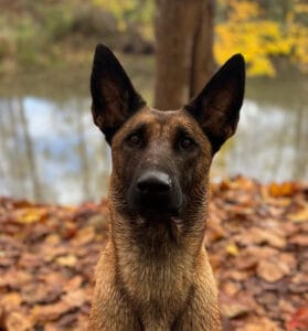 Protection dogs for sale in Florida in the hot sun