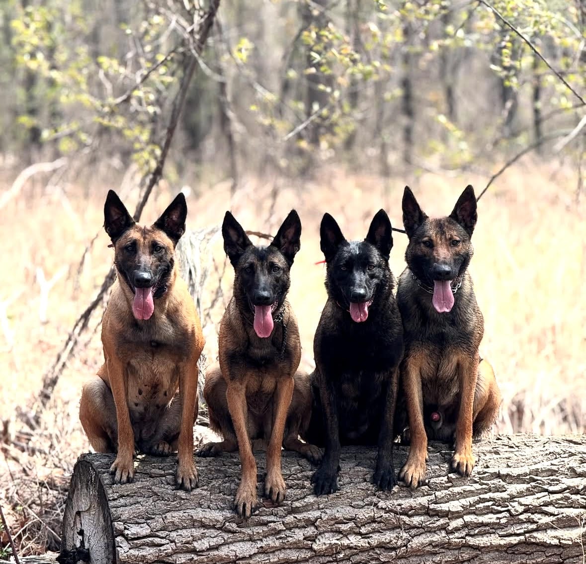 protection dogs for sale Georgia enjoying a day in the field