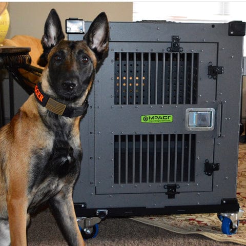 Crate training a dog for boarding a plane