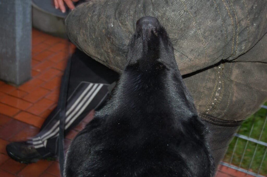 CCPD protection dog training all levels 