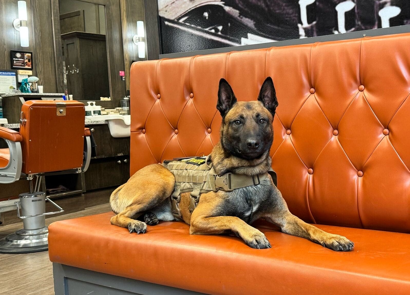 Protection Dogs Available